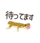 大好きなヒョウモントカゲモドキ2（個別スタンプ：1）