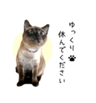 飼い猫りんのスタンプ（個別スタンプ：1）