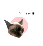 飼い猫りんのスタンプ（個別スタンプ：5）
