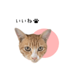 飼い猫りんのスタンプ（個別スタンプ：7）