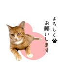 飼い猫りんのスタンプ（個別スタンプ：8）