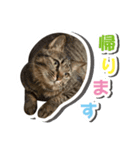 ねこのモモ（個別スタンプ：7）