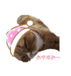 すこ猫スタンプ（個別スタンプ：1）