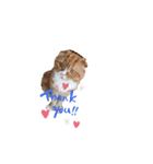すこ猫スタンプ（個別スタンプ：2）
