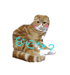 すこ猫スタンプ（個別スタンプ：4）