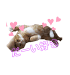 すこ猫スタンプ（個別スタンプ：5）