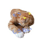 すこ猫スタンプ（個別スタンプ：7）