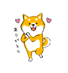 シバちゃんがいく！柴犬スタンプ（個別スタンプ：1）