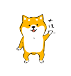 シバちゃんがいく！柴犬スタンプ（個別スタンプ：2）
