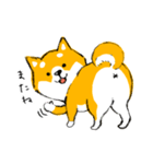 シバちゃんがいく！柴犬スタンプ（個別スタンプ：3）