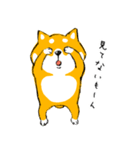 シバちゃんがいく！柴犬スタンプ（個別スタンプ：10）