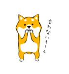 シバちゃんがいく！柴犬スタンプ（個別スタンプ：11）