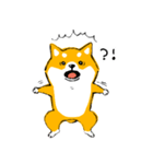 シバちゃんがいく！柴犬スタンプ（個別スタンプ：13）