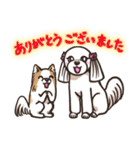 可愛いシーズー犬とチワワ犬の日常スタンプ（個別スタンプ：14）