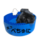 ダーちゃんスタンプ（個別スタンプ：2）
