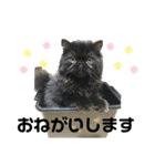 ダーちゃんスタンプ（個別スタンプ：3）