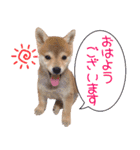 柴犬めんまの日常スタンプ（個別スタンプ：1）