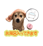 柴犬めんまの日常スタンプ（個別スタンプ：9）