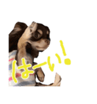 うちの天使ラスちゃん！（個別スタンプ：14）