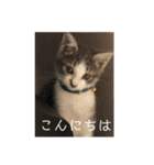 あんじーと14にゃんず#21（個別スタンプ：3）