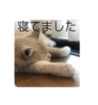 あんじーと14にゃんず#21（個別スタンプ：7）
