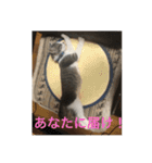 あんじーと14にゃんず#21（個別スタンプ：9）