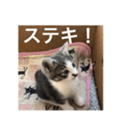 あんじーと14にゃんず#21（個別スタンプ：13）