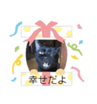 あんじーと14にゃんず#21（個別スタンプ：16）