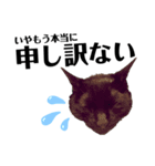 黒猫 KEYちゃん4（個別スタンプ：9）