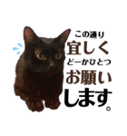 黒猫 KEYちゃん4（個別スタンプ：11）