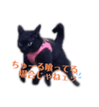 黒猫 KEYちゃん4（個別スタンプ：16）