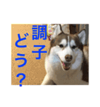 ハスキー犬 no.5（個別スタンプ：11）