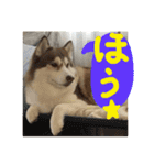 ハスキー犬 no.5（個別スタンプ：16）