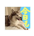 ハスキー犬 no.5（個別スタンプ：18）