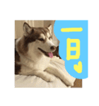 ハスキー犬 no.5（個別スタンプ：19）