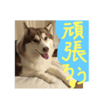 ハスキー犬 no.5（個別スタンプ：20）