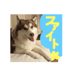 ハスキー犬 no.5（個別スタンプ：21）