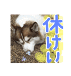 ハスキー犬 no.5（個別スタンプ：22）