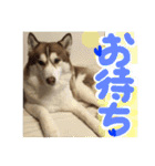 ハスキー犬 no.5（個別スタンプ：23）