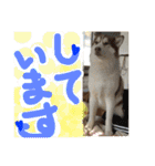 ハスキー犬 no.5（個別スタンプ：24）