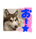 ハスキー犬 no.5（個別スタンプ：26）