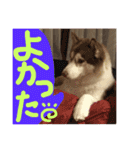 ハスキー犬 no.5（個別スタンプ：34）