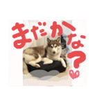 ハスキー犬 no.5（個別スタンプ：36）