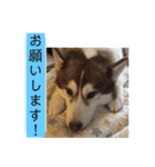 ハスキー犬 no.5（個別スタンプ：38）