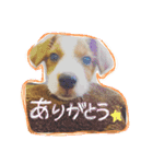 ダックス時々ジャック（個別スタンプ：9）