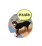 マルコすたんぷ（個別スタンプ：21）