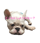 保護犬フレブルのライス国務長官 第2弾（個別スタンプ：1）