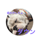 保護犬フレブルのライス国務長官 第2弾（個別スタンプ：3）