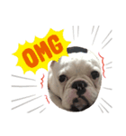 保護犬フレブルのライス国務長官 第2弾（個別スタンプ：4）