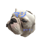 保護犬フレブルのライス国務長官 第2弾（個別スタンプ：5）